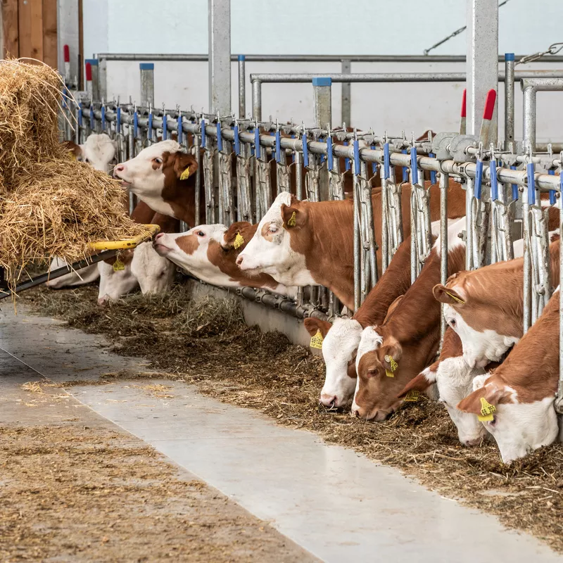 Dairy & Cattle